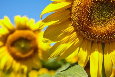 Ayçiçeği doğal arka plan. Çiçek açan ayçiçeği. Ayçiçeğinin yakın çekimi