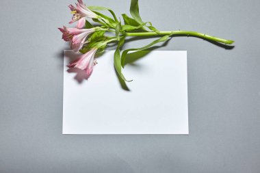 Alstroemeria çiçekleri, beyaz kağıt kaplamalı gri arka plan. Beyaz kağıt boş, gri masada kurumuş çiçekler. Davetiye kartı mockup.Düz konum, üst görünüm, kopyalama alanı, maket