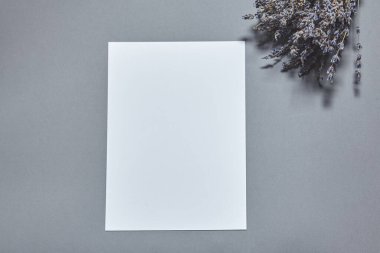 Beyaz kağıt kaplamalı lavanta çiçekleri gri arka planda. Beyaz kağıt boş, gri masada kurumuş çiçekler. Davetiye kartı mockup.Düz konum, üst görünüm, kopyalama alanı, maket