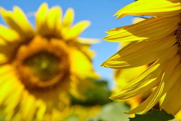 Fondo Natural Girasol Girasol Floreciendo Primer Plano Del Girasol — Foto de Stock