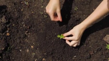 Genç bitkilerin fidanlarını tutarak ellerini kapat..