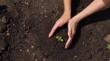 Genç bitkilerin fidanlarını tutarak ellerini kapat..