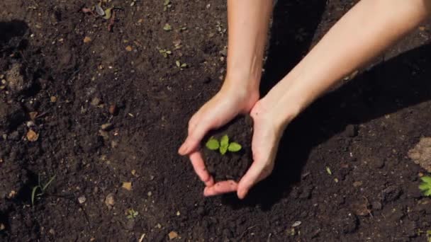 Крупним планом руки тримають розсаду молодих рослин . — стокове відео