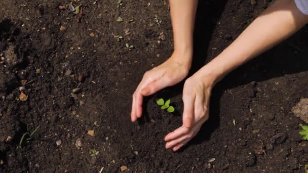 Cerrar las manos sosteniendo el retoño de plantas jóvenes. — Vídeos de Stock