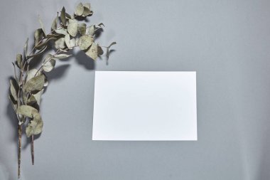 Gri arka planda okaliptüs dalı olan beyaz kağıt maketi. Beyaz kağıt boş, gri masada kurumuş çiçekler. Davetiye kartı modeli. Düz konum, üst görünüm, kopyalama alanı, modelleme