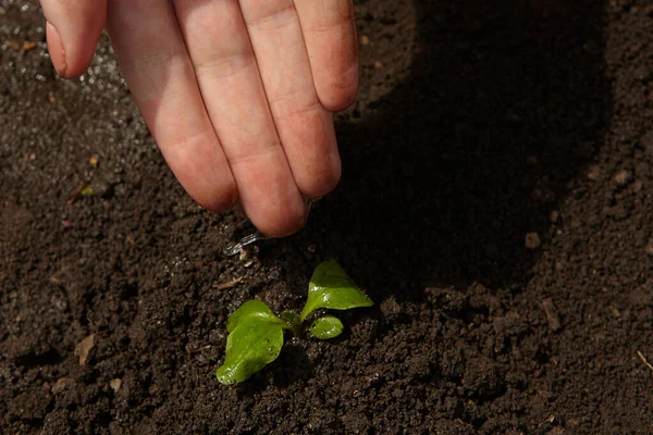 Cierre Las Manos Sosteniendo Retoño Plantas Jóvenes Concepto Conservación Naturaleza — Foto de Stock