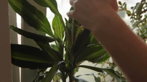 Gyönyörű Aki Kezében Tartja Letörli Növény Leveleit Porról Egy Fiatal — Stock videók