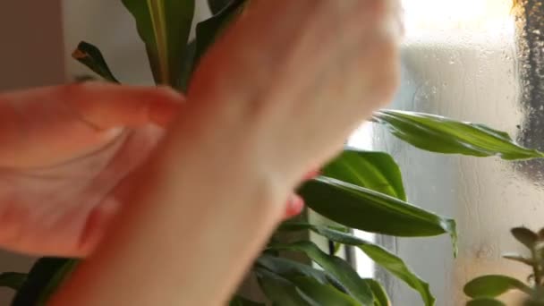 Mooie Vrouw Die Bladeren Van Plant Van Stof Veegt Een — Stockvideo