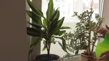 Çiçeklerin yanında sprey şişesi tutan güzel bir kadın. Çiçeklerle ilgilenen genç bir kadın. Duvarda makrome bitki askısı asılı..