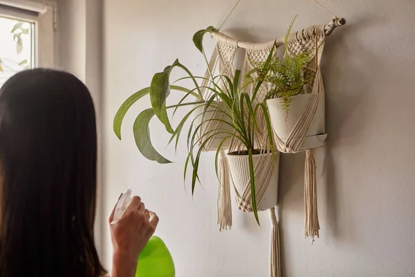 Beautiful woman holding spray bottle near plants. A young Woman looking after houseplant. Indoor plants in macrame plant hanger hang on the wall.