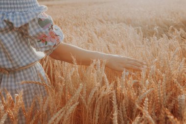 Gün batımında çivilerin dokunduğu buğday tarlasında sırtını seyirciye çeviren kadınla muhteşem bir manzara. Altın buğday tarlaları. Buğday kulakları ellerde. Hasat konsepti. Dikenli ellerin görüntüsü.
