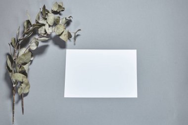 Gri arka planda okaliptüs dalı olan beyaz kağıt maketi. Beyaz kağıt boş, gri masada kurumuş çiçekler. Davetiye kartı modeli. Düz konum, üst görünüm, kopyalama alanı, modelleme