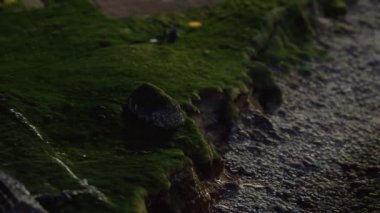 Gün batımında Faroe Adaları 'ndaki bir sahil şeridine bak.