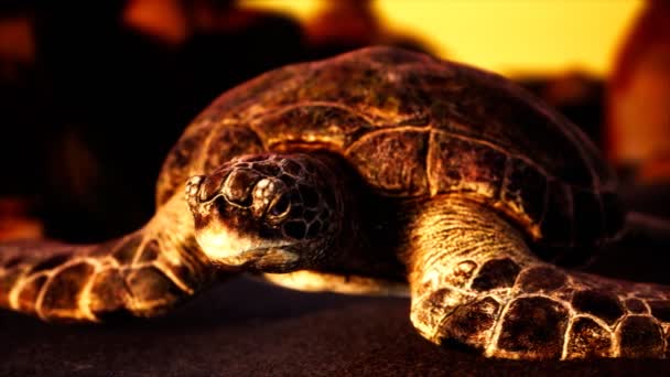 Tortuga marina en la arena de playa — Vídeos de Stock