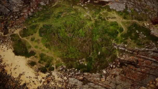 Зеленый мох и высохшая смерть черного мха над пляжными скалами — стоковое видео