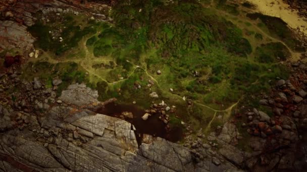 Muschio verde e la morte secca muschio nero segni sopra rocce della spiaggia — Video Stock