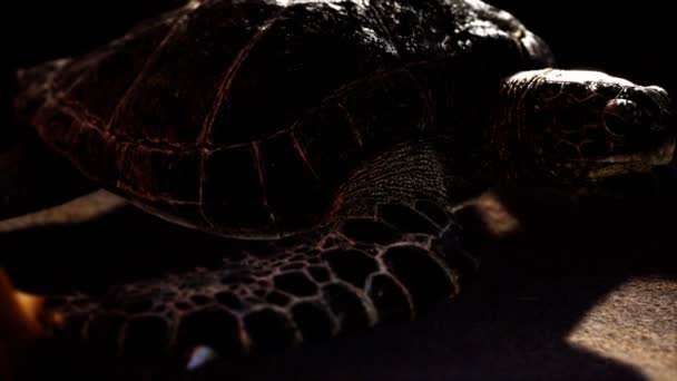 Sea turtle at beach sand — Stock Video