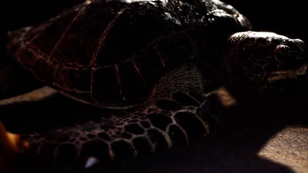 Tortue de mer à la plage sable — Video