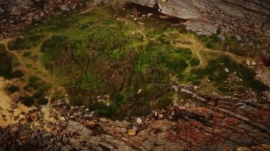 Yeşil yosun ve kurumuş ölüm plaj kayalarının üzerinde siyah yosun izleri var.