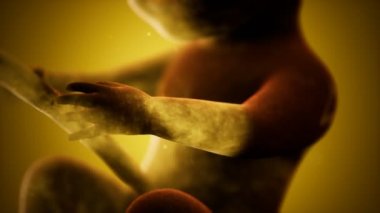 Bir insan fetüsünün tıbbi 3 boyutlu animasyonu