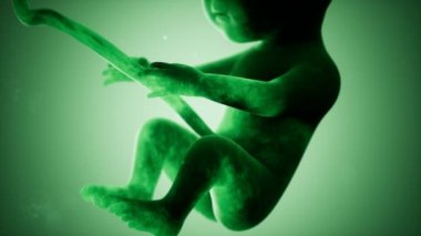 Bir insan fetüsünün tıbbi 3 boyutlu animasyonu