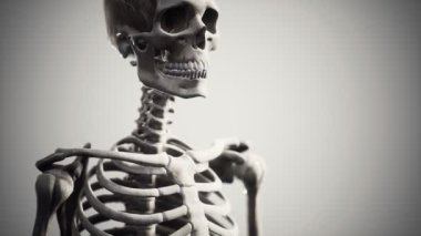 Tam bir insan iskeleti