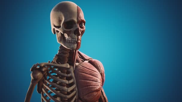 人間の体の筋肉や骨格系は — ストック動画