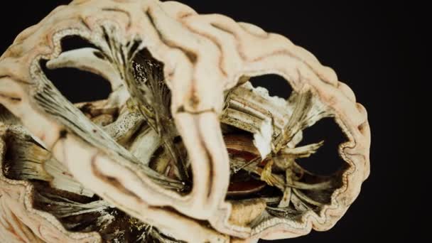 Anotomia medyczna prawdziwego ludzkiego mózgu — Wideo stockowe