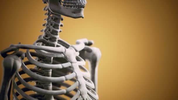 Fullständigt mänskligt skelett stående — Stockvideo