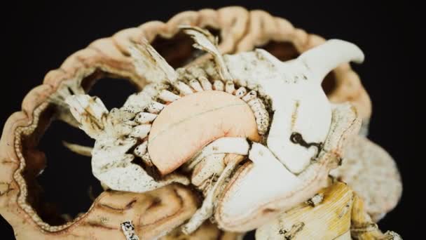 Медицинская анотомия настоящего человеческого мозга — стоковое видео