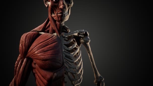 人間の体の筋肉や骨格系は — ストック動画