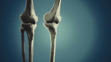 Tam bir insan iskeleti