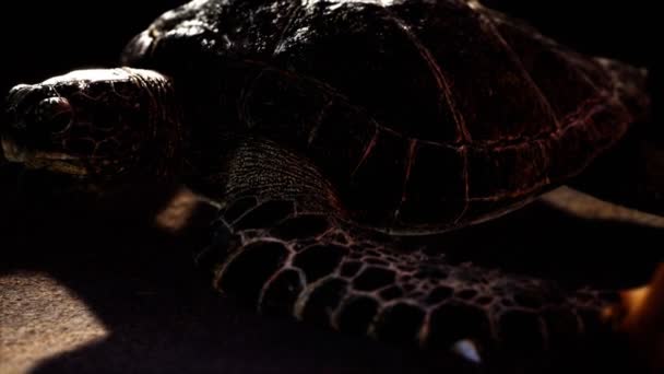 Sea turtle at beach sand — Stock Video