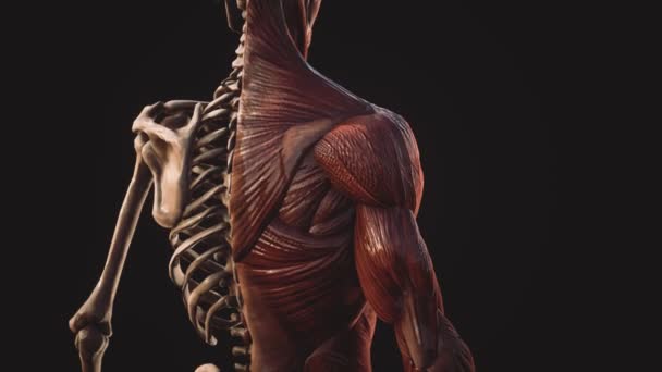 Sistema muscular y esquelético del cuerpo humano — Vídeo de stock