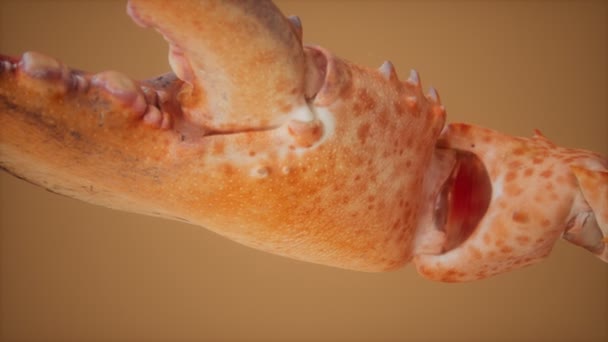 龙虾大吃大吃 — 图库视频影像