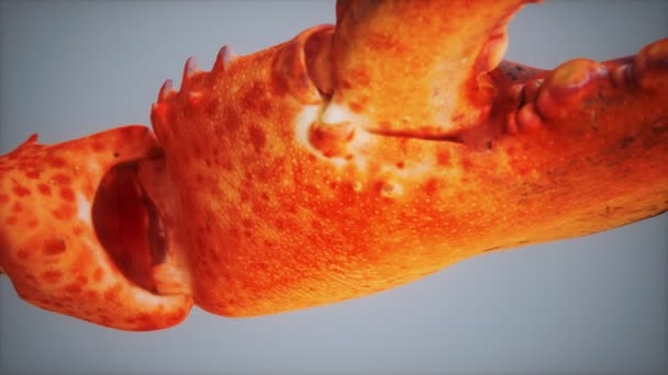 Lobster claw in macro — Stock Video