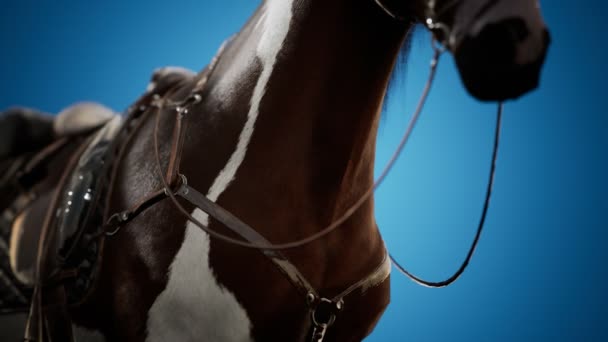 Selle avec étriers sur le dos d'un cheval — Video