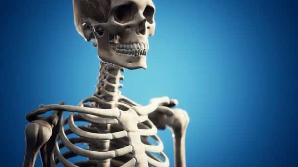 Pełny szkielet ludzki stojący — Wideo stockowe