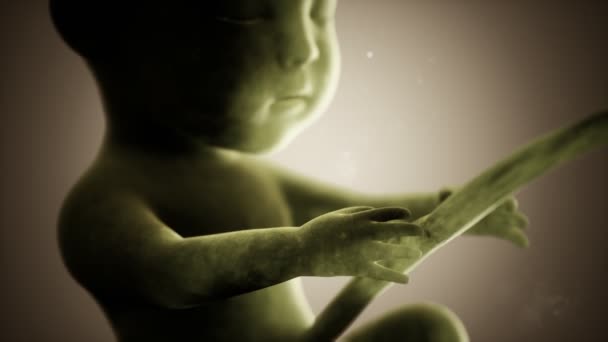 Medicinsk 3D-animation av ett mänskligt foster — Stockvideo