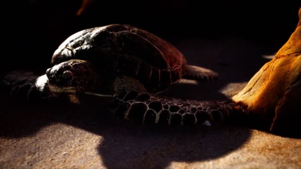Sea turtle at beach sand — Stock Video