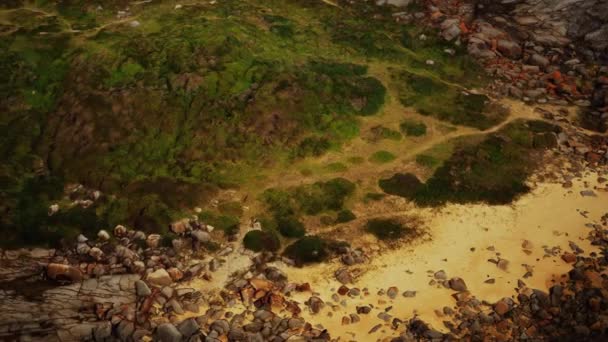 Musgo verde e morte seca marcas de musgo preto sobre rochas de praia — Vídeo de Stock