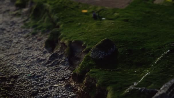 Udsigt på en kyst på Færøerne ved solnedgang – Stock-video