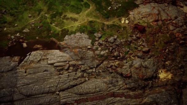 Zöld moha és szárított halál fekete moha jelek a tengerparti sziklák felett — Stock videók