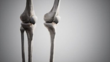 Tam bir insan iskeleti