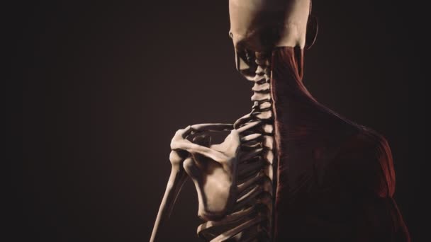 Muscular and skeletal system of human body — Stock Video