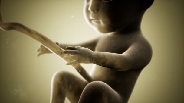 Medische 3D-animatie van een menselijke foetus — Stockvideo