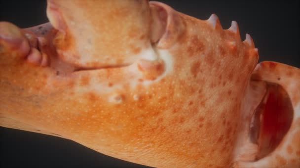 Szpon homara w makro — Wideo stockowe
