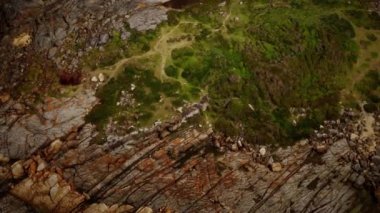 Yeşil yosun ve kurumuş ölüm plaj kayalarının üzerinde siyah yosun izleri var.