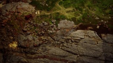 Yeşil yosun ve kurumuş ölüm plaj kayalarının üzerinde siyah yosun izleri var.