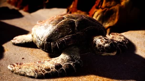 Sea turtle at beach sand — Stock Video